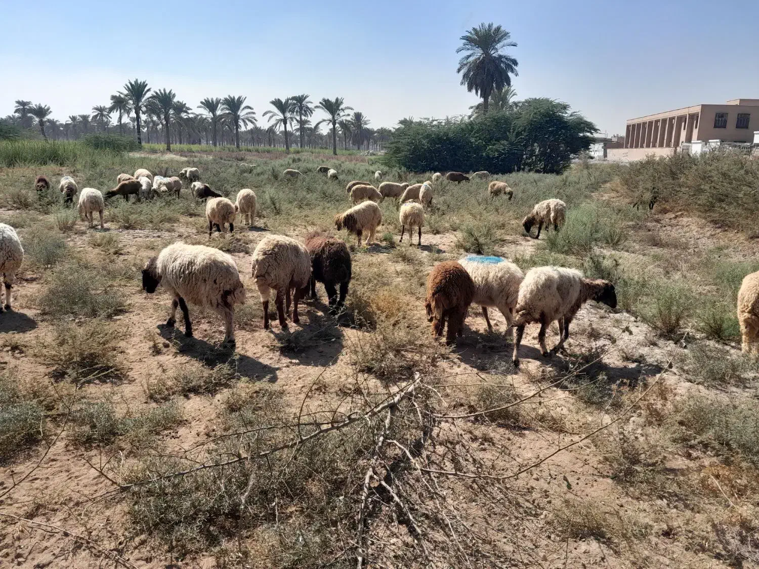 میش ابستن|حیوانات مزرعه|باوی, |دیوار