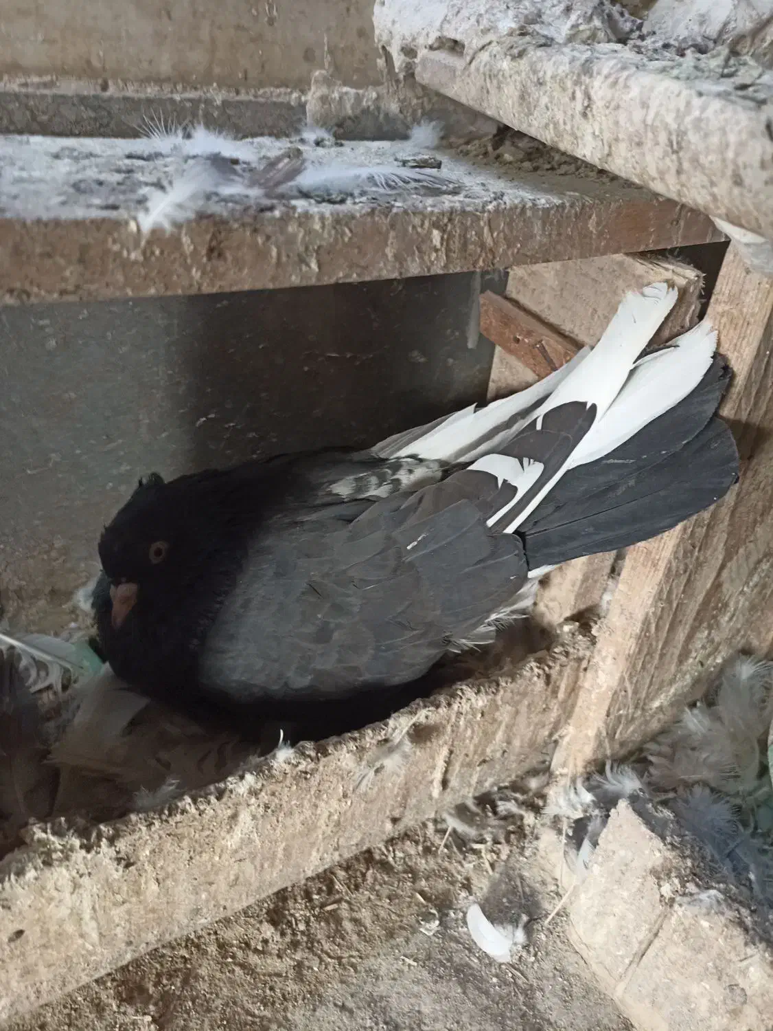 کبوتر تهرانی|پرنده|آبیک, |دیوار