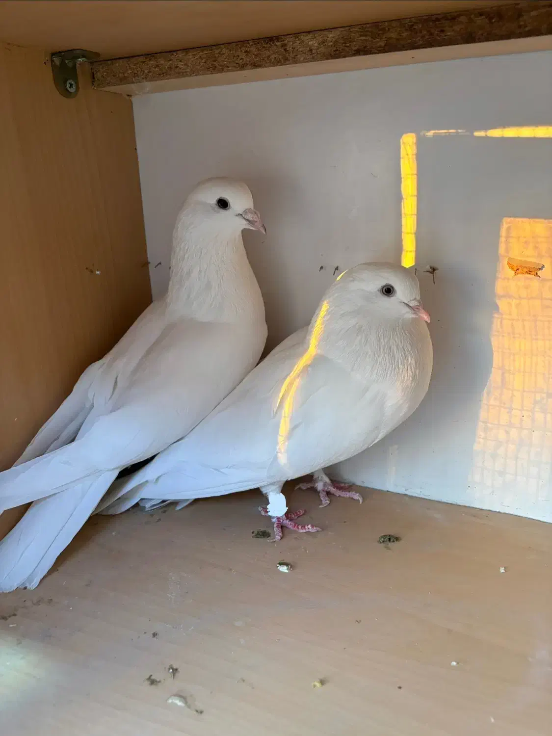 کبوتر کفتر|پرنده|هشتگرد, شهرک راه آهن|دیوار