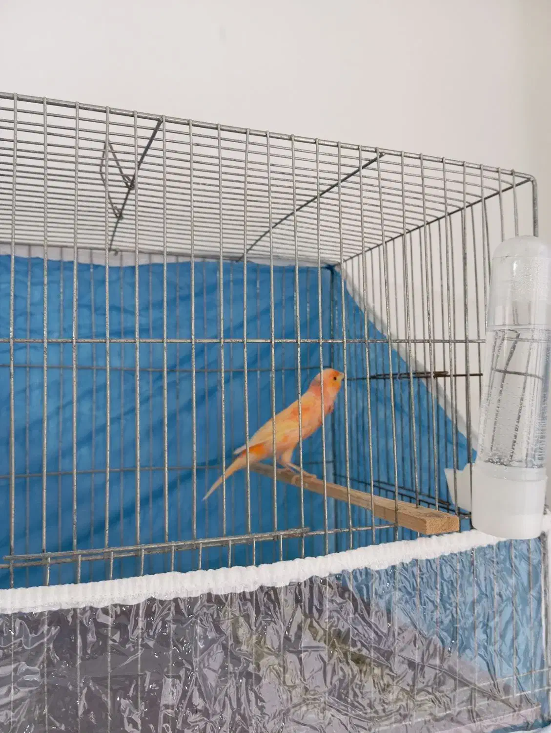 قناری نر|پرنده|ملایر, |دیوار