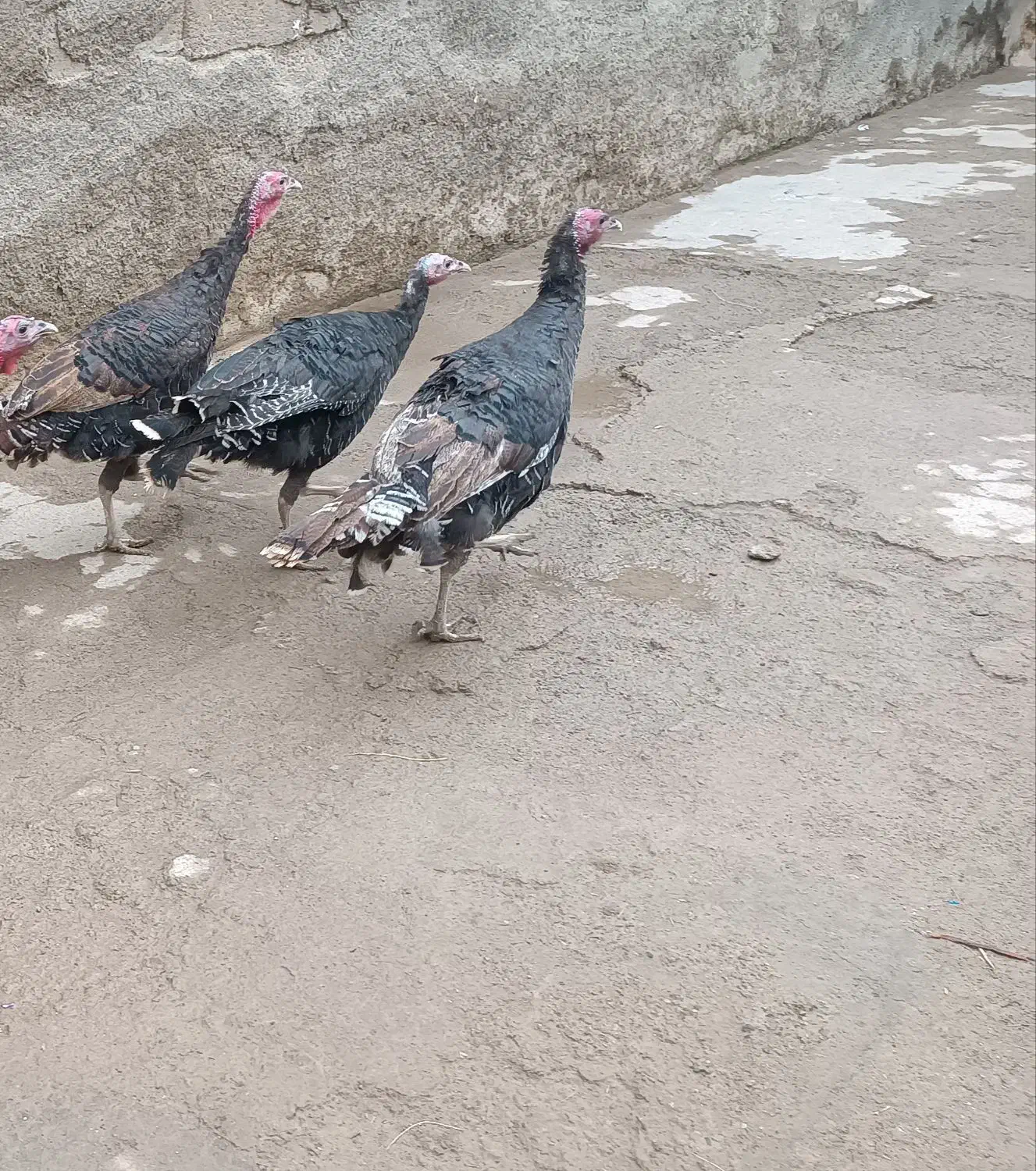 بوقلمون محلی سیاه|حیوانات مزرعه|هرسین, |دیوار