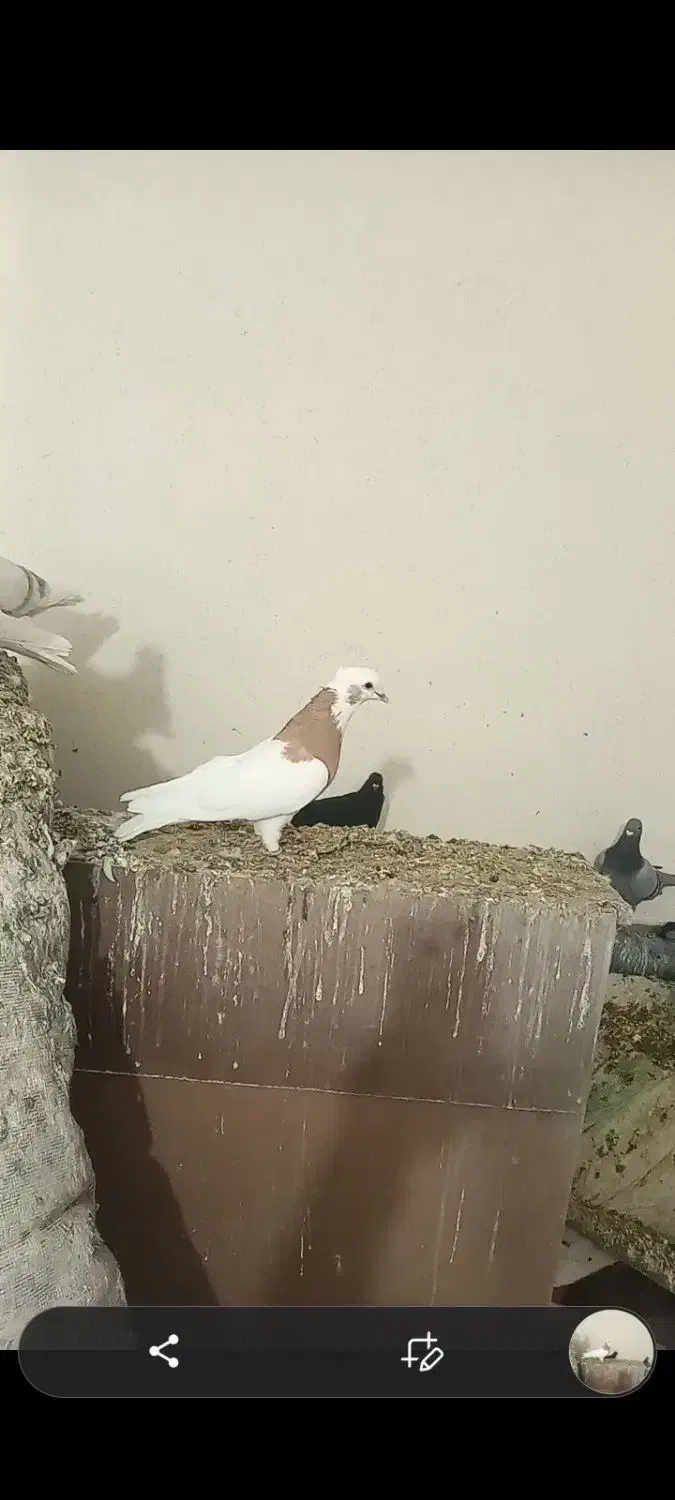 طوق زردنر|پرنده|شیراز, کرونی(خاتونک)|دیوار