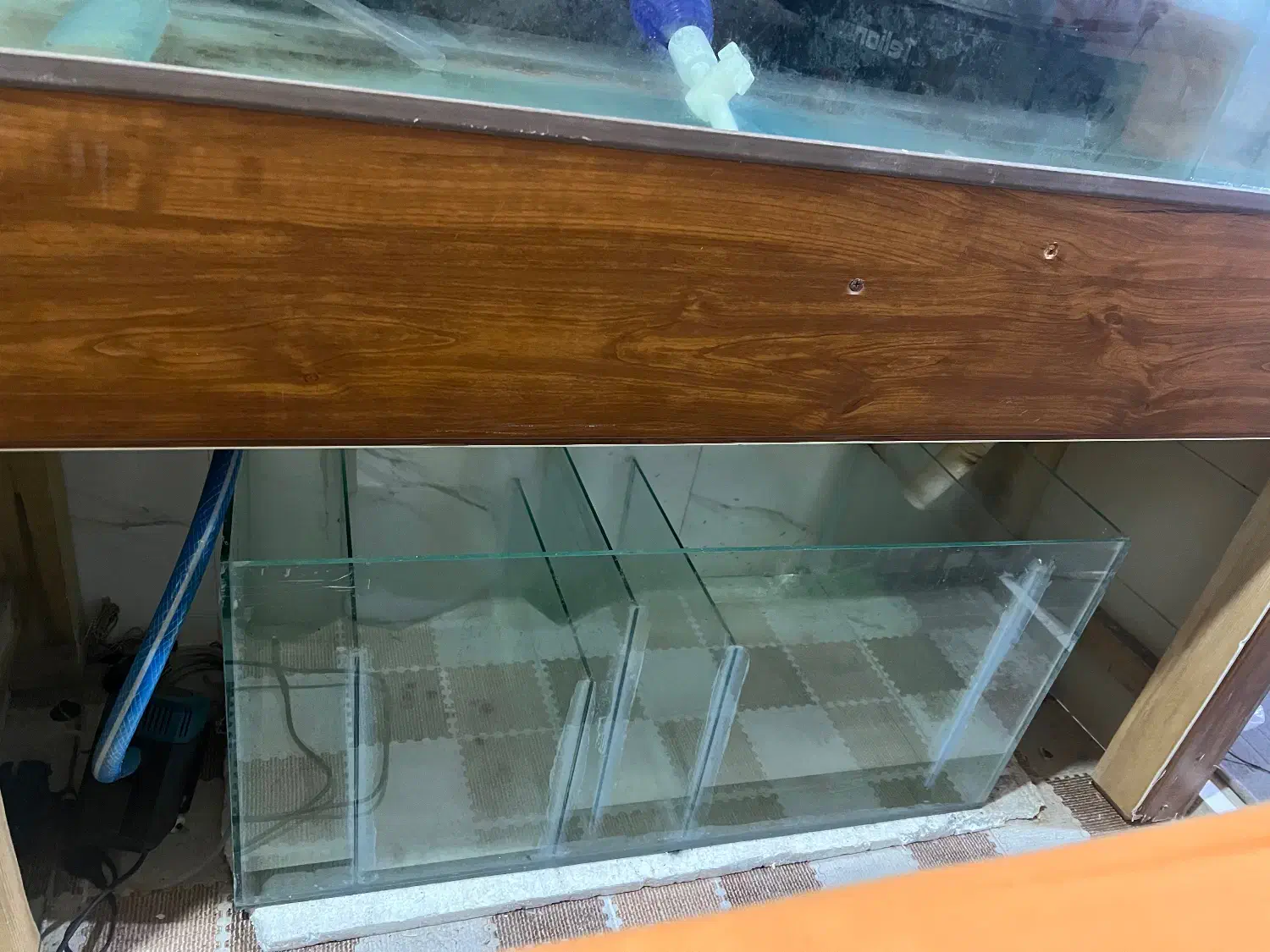 آکواریوم|ماهی|قشم, |دیوار