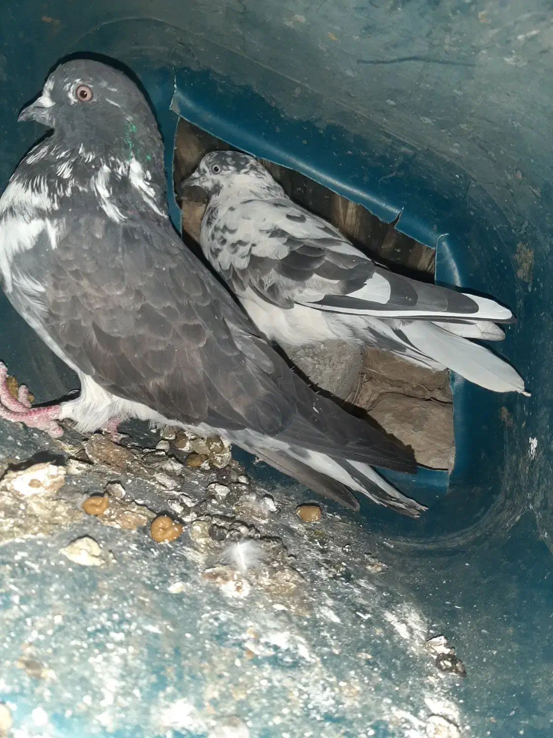 کفتر پرشی|پرنده|موگوئی, |دیوار