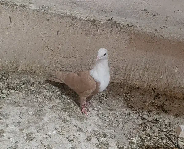 کبوتر رنگی|پرنده|اردکان, |دیوار