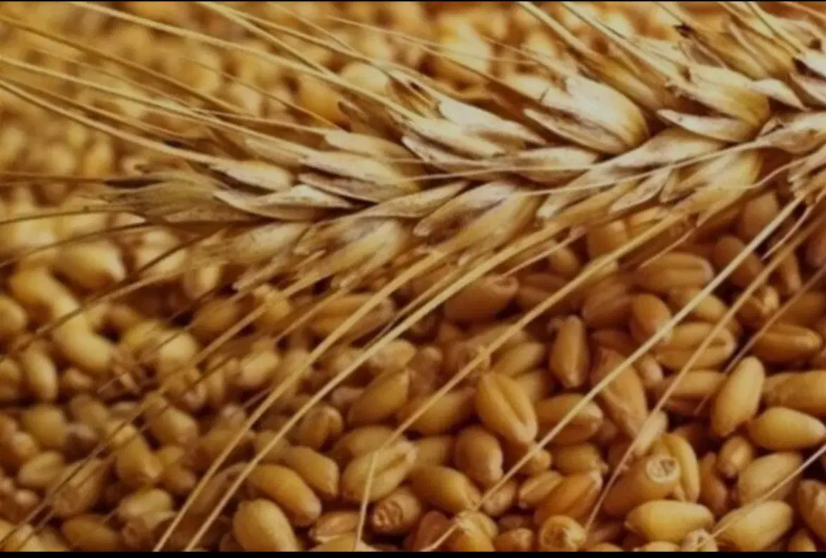 گندم مهرگان|لوازم جانبی حیوانات|امیدیه, |دیوار