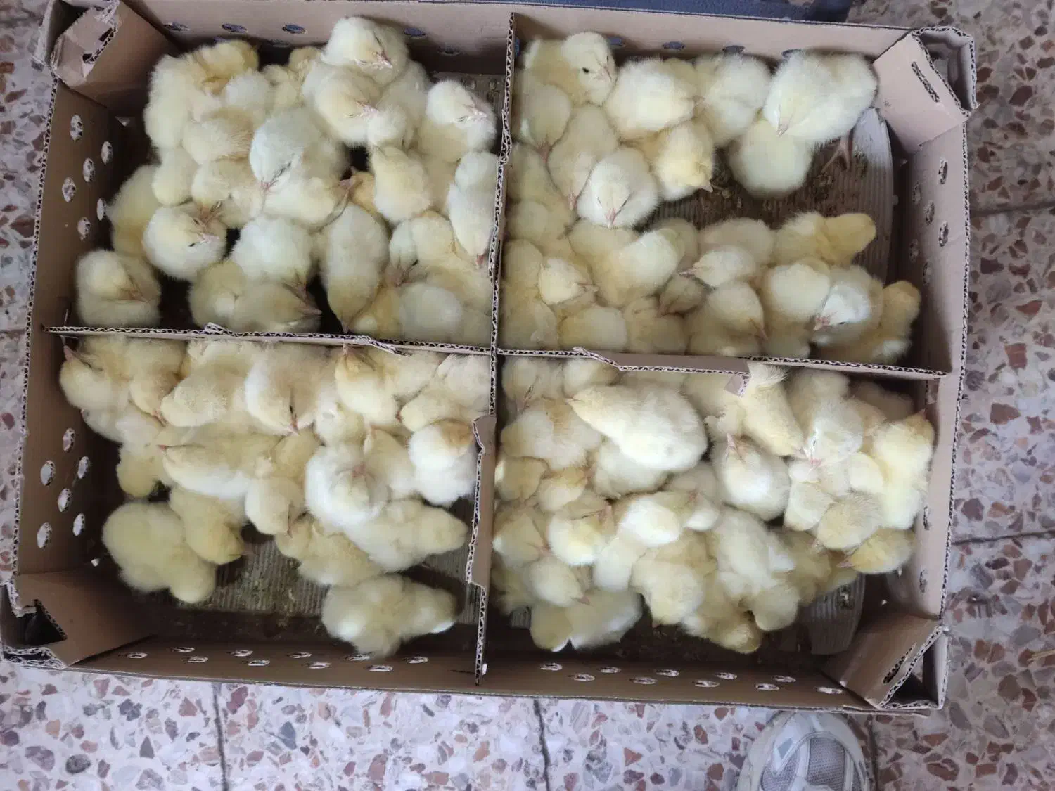 جوجه گوشتی راس|حیوانات مزرعه|گالیکش, |دیوار