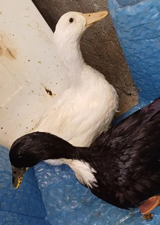 دو عدد اردک محلی و سرحال|حیوانات مزرعه|تکاب, |دیوار