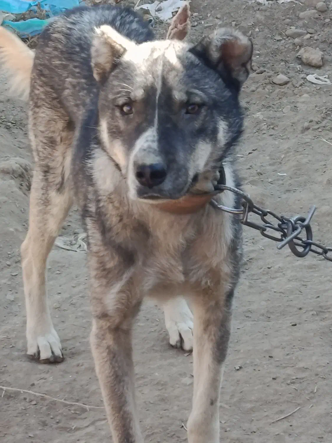 سگ سرابی نژاد دار|سگ|ملایر, |دیوار