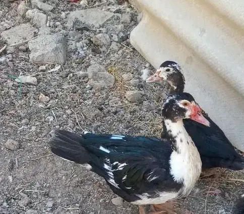 اردک اسرائیلی|حیوانات مزرعه|صحنه, |دیوار