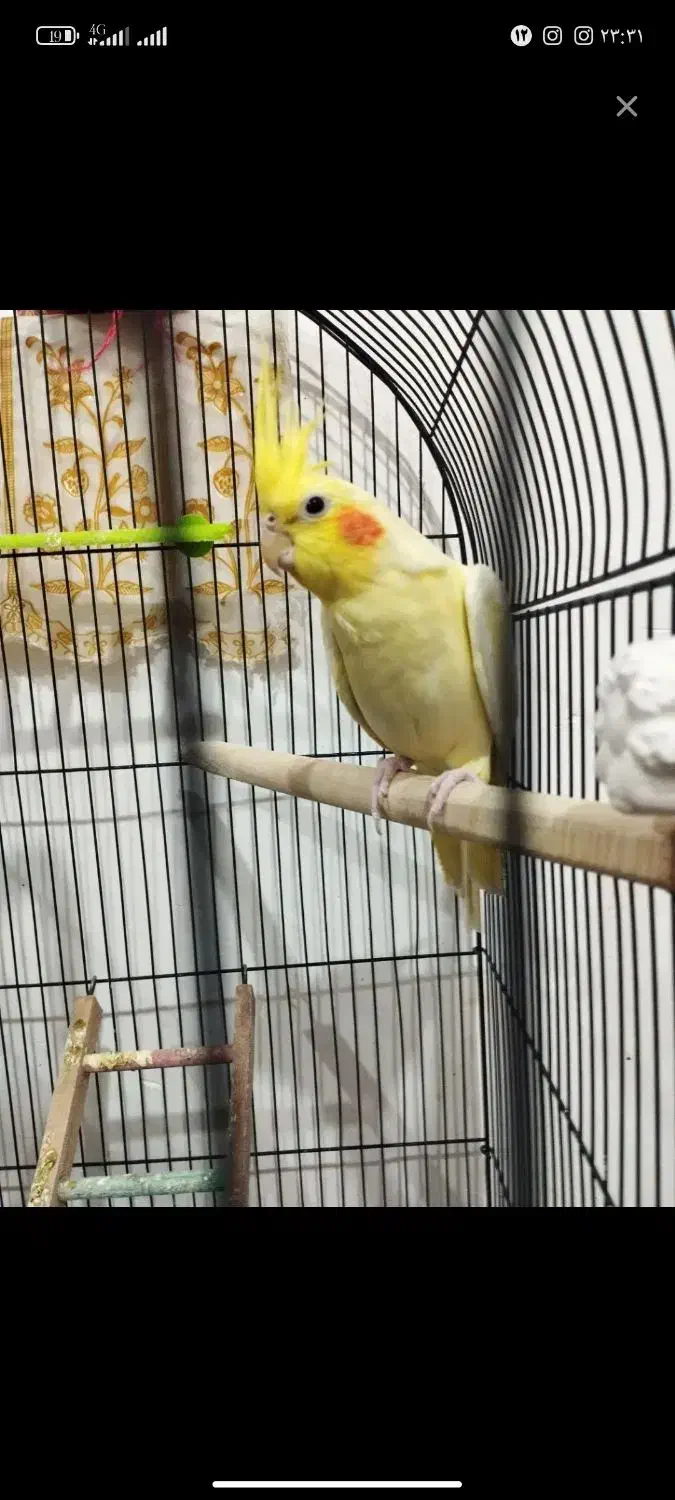 عروس هلندی رام دستی|پرنده|همدان, |دیوار