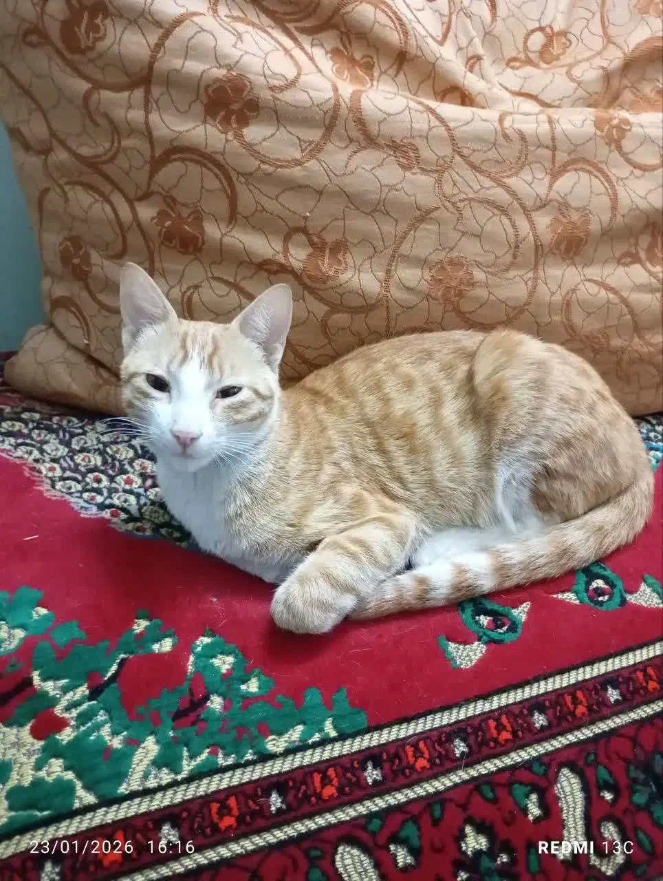 گربه برای واگذاری|گربه|بابل, |دیوار