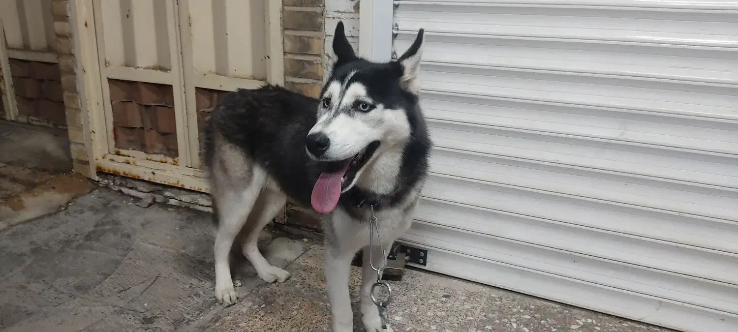 سگ...|سگ|بهبهان, |دیوار