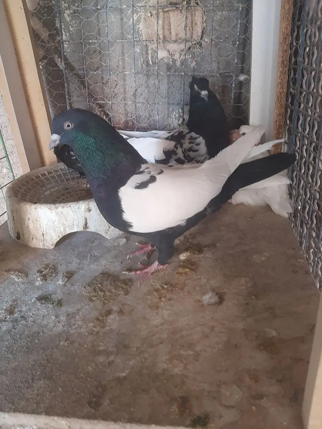 جفت سینه سیاه|پرنده|رفسنجان, |دیوار