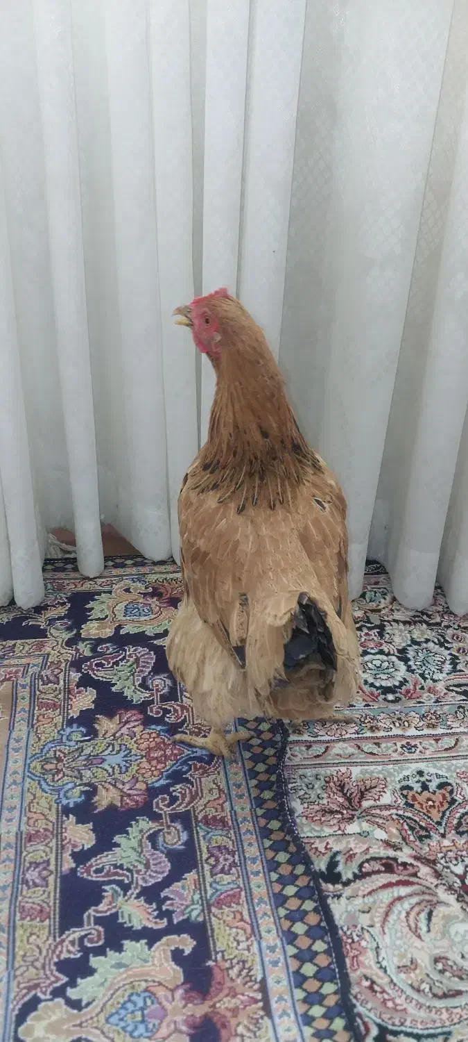 تعدادی مرغ لری و لاری|حیوانات مزرعه|ماهدشت, |دیوار