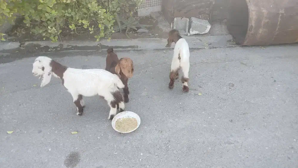 کهره|حیوانات مزرعه|بندر کنگان, |دیوار