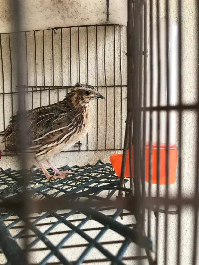 بلدرچین بخون وحشی|پرنده|مشگین شهر, |دیوار