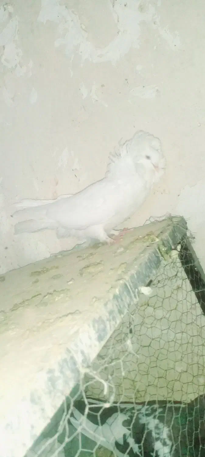 کفتر راعبی|پرنده|تربت جام, جامی|دیوار