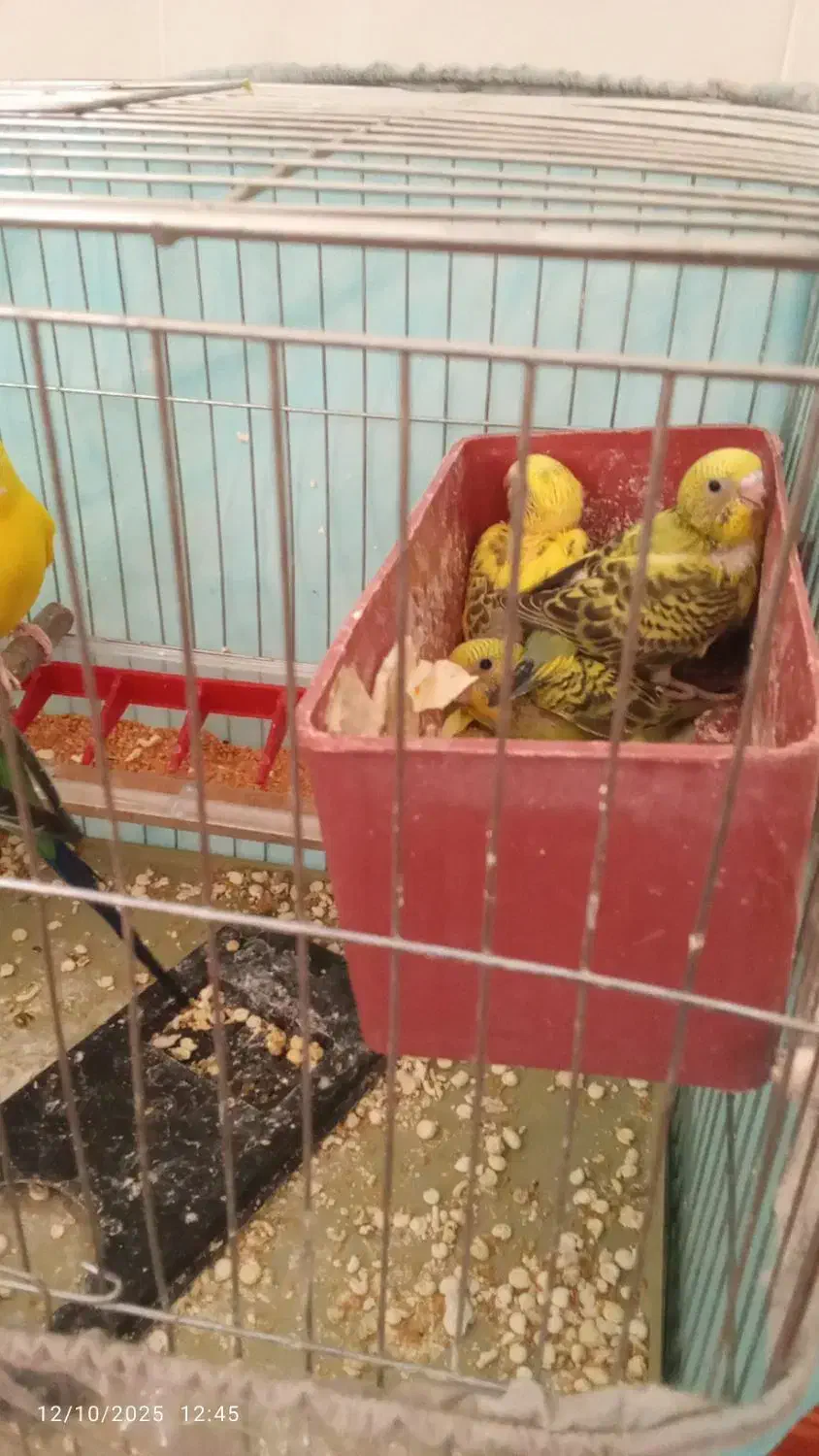 یک جفت مرغ عشق با چاهارتا جوجه|پرنده|فسا, |دیوار