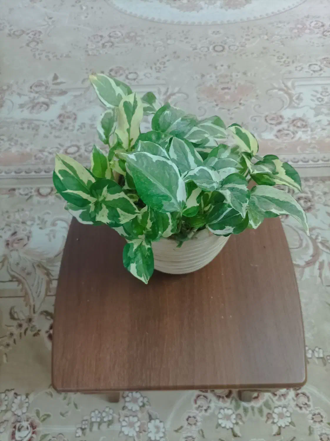 کادو روز مادر|گل و گیاه طبیعی|میبد, |دیوار