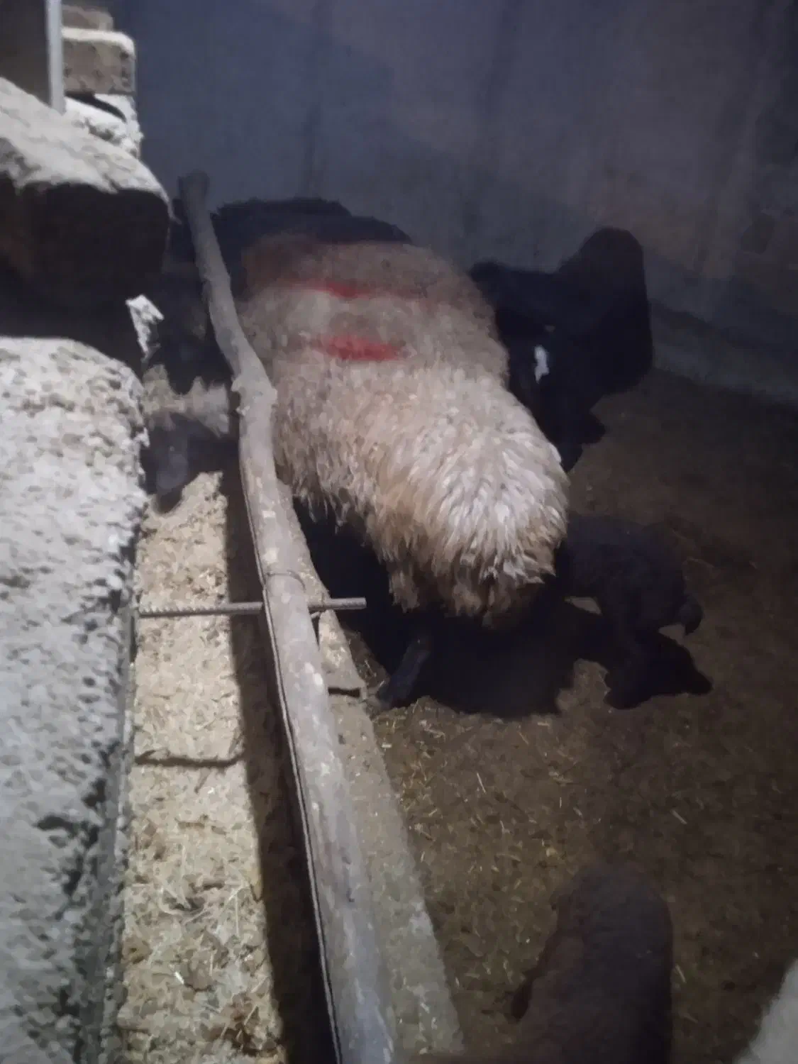 هفت عدد گوسفند جوان دامزلیخ|حیوانات مزرعه|سراب, |دیوار