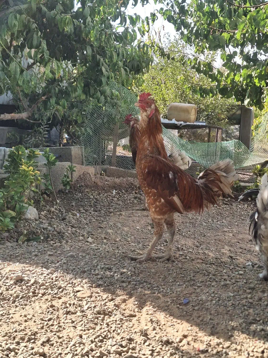 خروس لاری دو رگ یکساله|حیوانات مزرعه|کوهسار (البرز), |دیوار