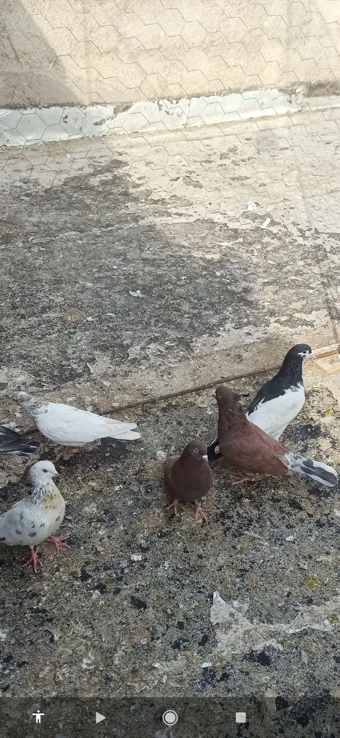 کبوتر تهرانی و دورگ|پرنده|پاکدشت, پاکدشت (مامازند)|دیوار