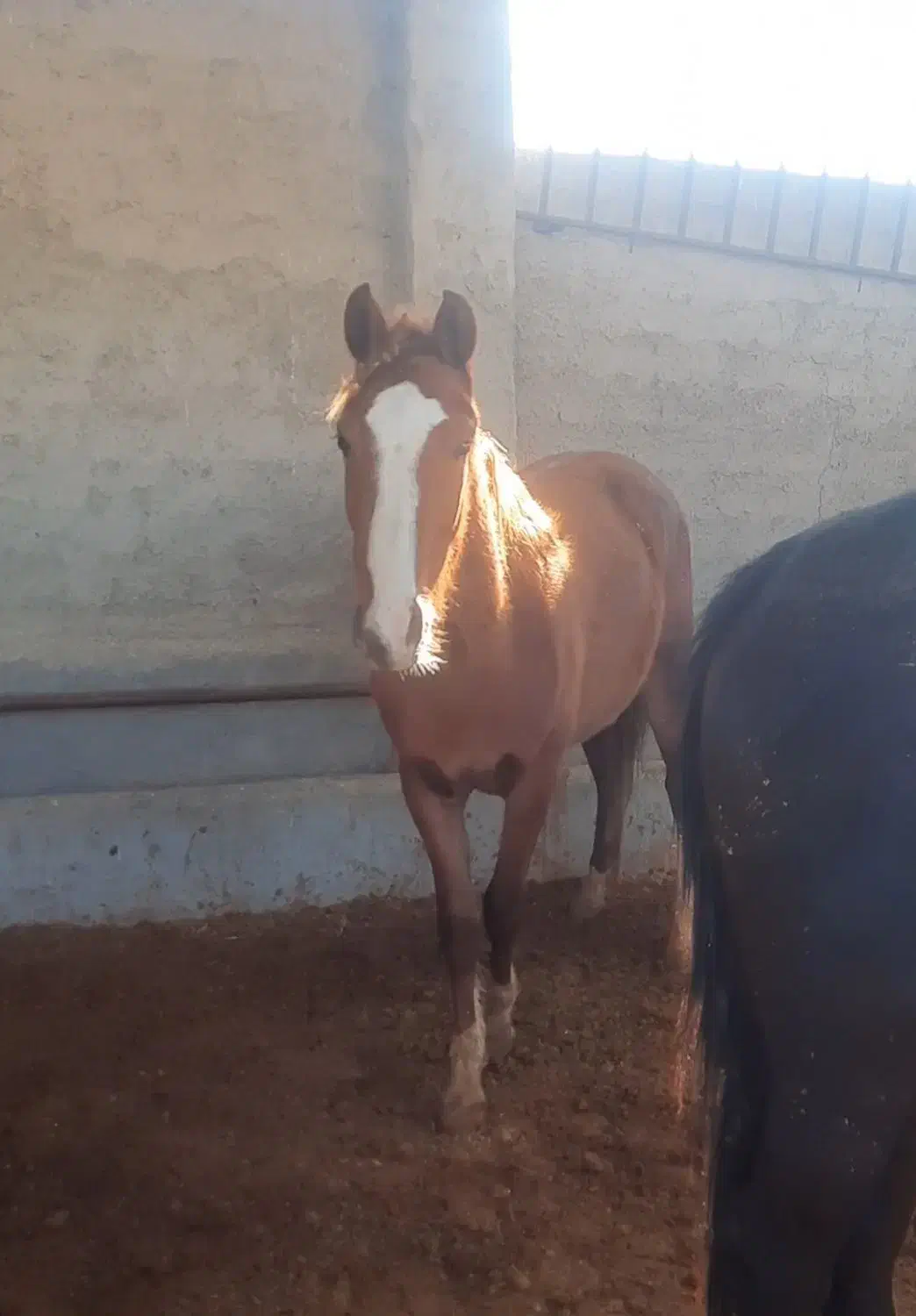 کره نریون ترکمن|اسب و تجهیزات اسب‌سواری|آبعلی, |دیوار