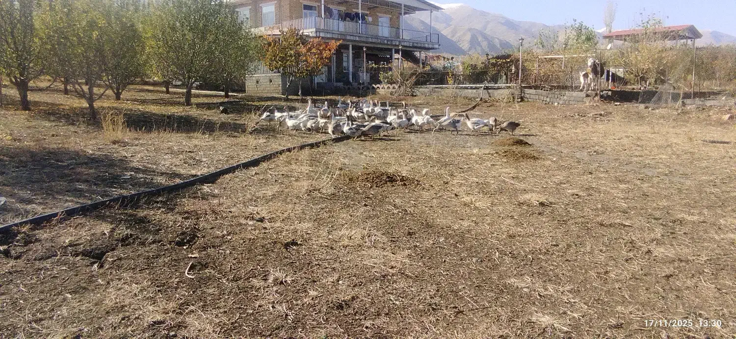 قازی خومالی  جوان|حیوانات مزرعه|پیرانشهر, |دیوار