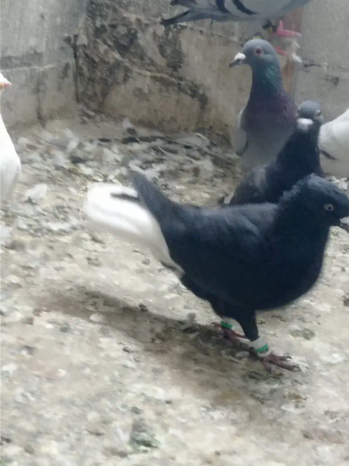 کفتر زاغ دمسفید|پرنده|مشهد, خواجه ربیع|دیوار