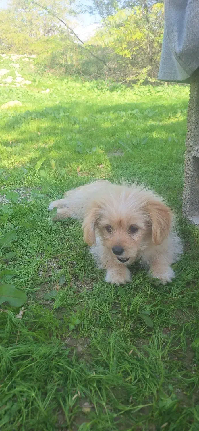 سگ شیتزو سه ماهه|سگ|بندر دیر, |دیوار