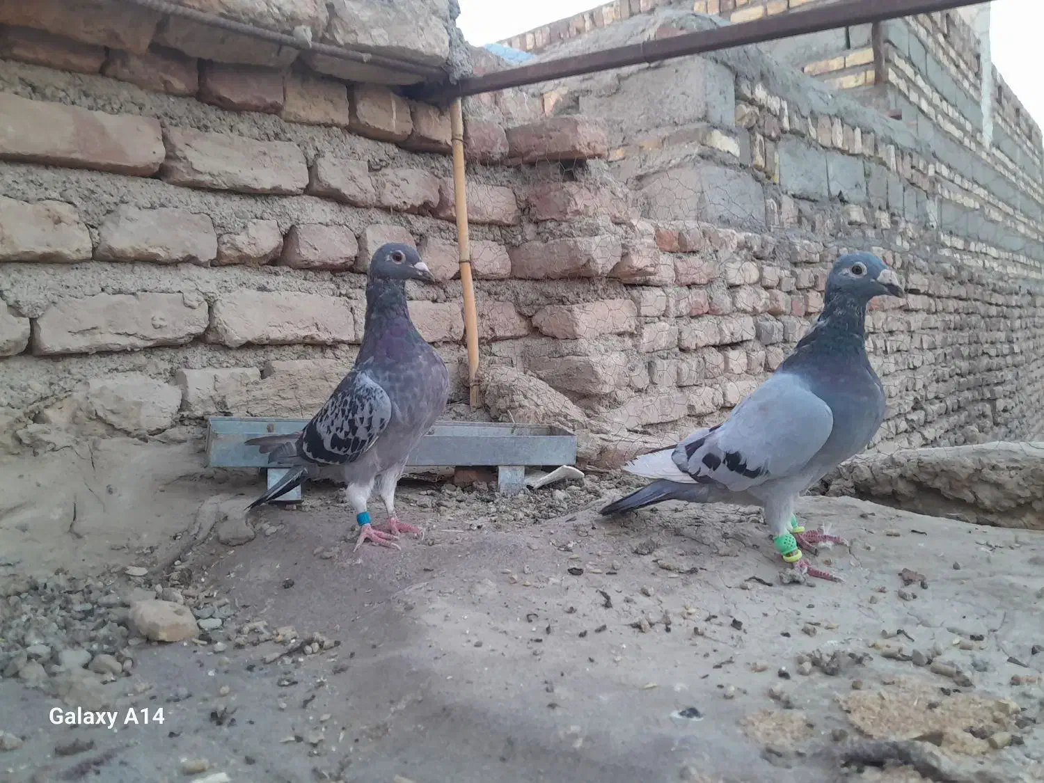 مجسمه|مجسمه، تندیس، ماکت|زابل, |دیوار
