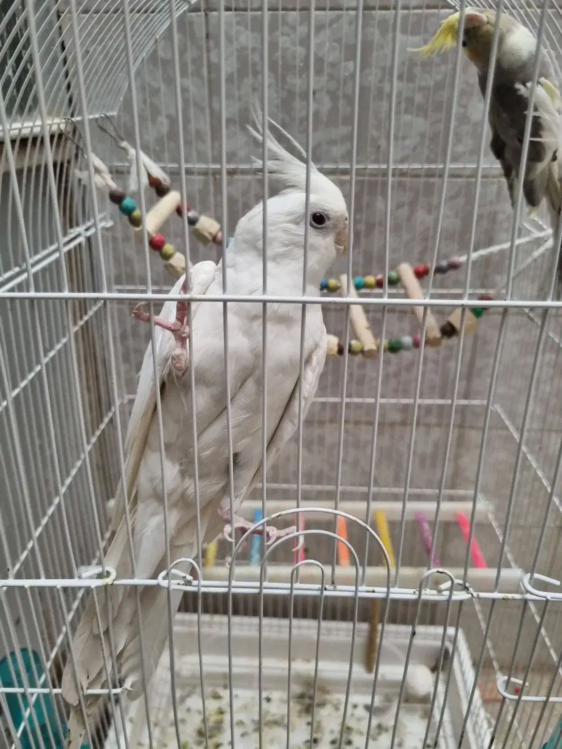 عروس های کاملا دستی|پرنده|قم, بکایی|دیوار