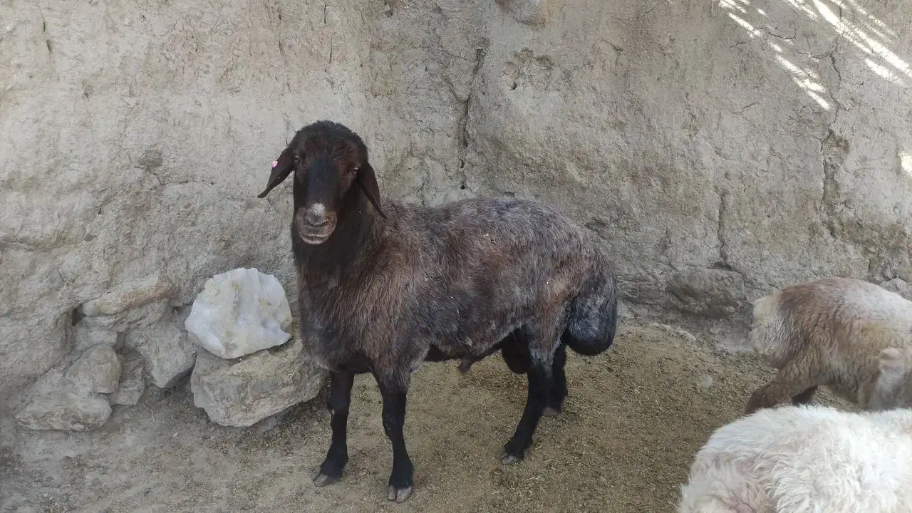 همو 4ساله|حیوانات مزرعه|شیروان (خراسان), |دیوار