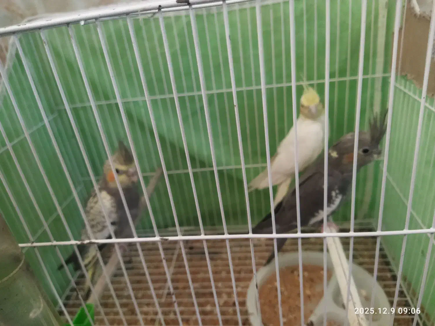 عروس هلندی|پرنده|زابل, |دیوار