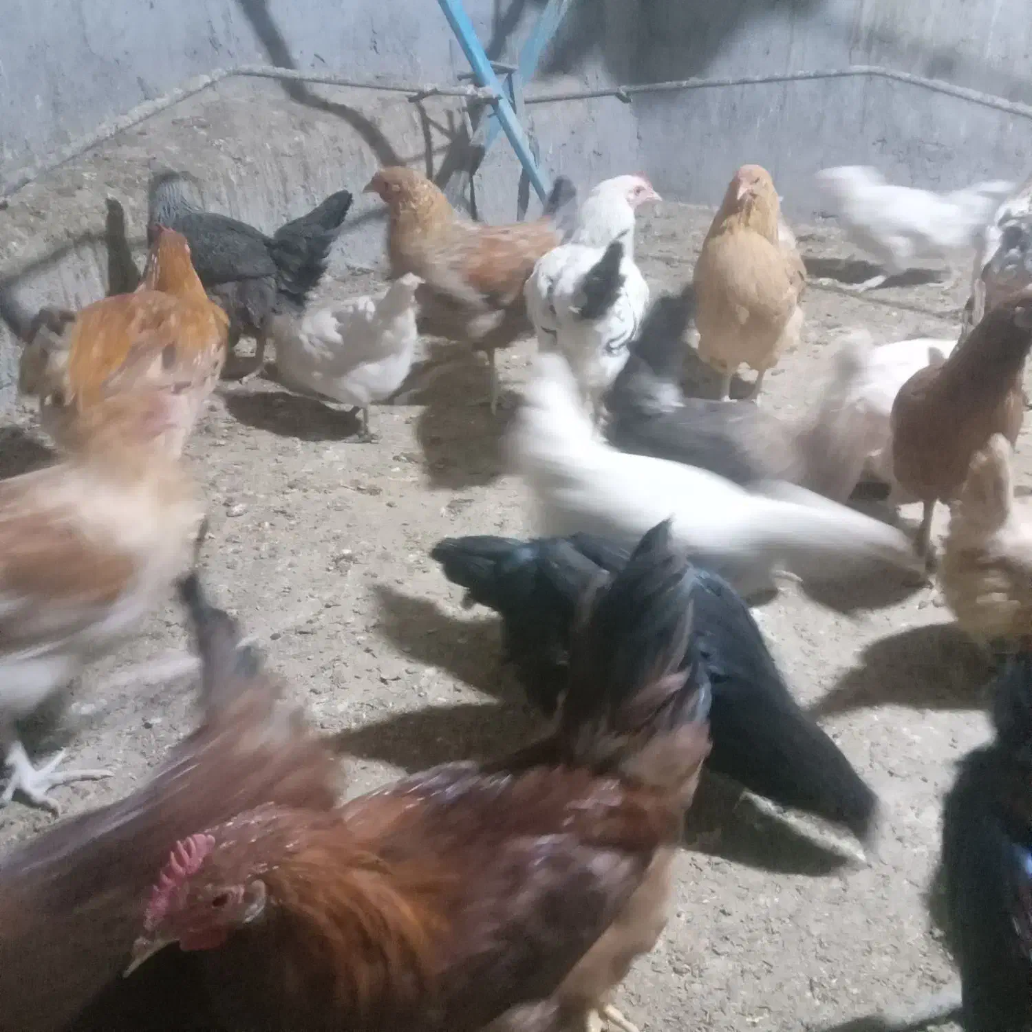 خروس محلی|حیوانات مزرعه|بهبهان, |دیوار