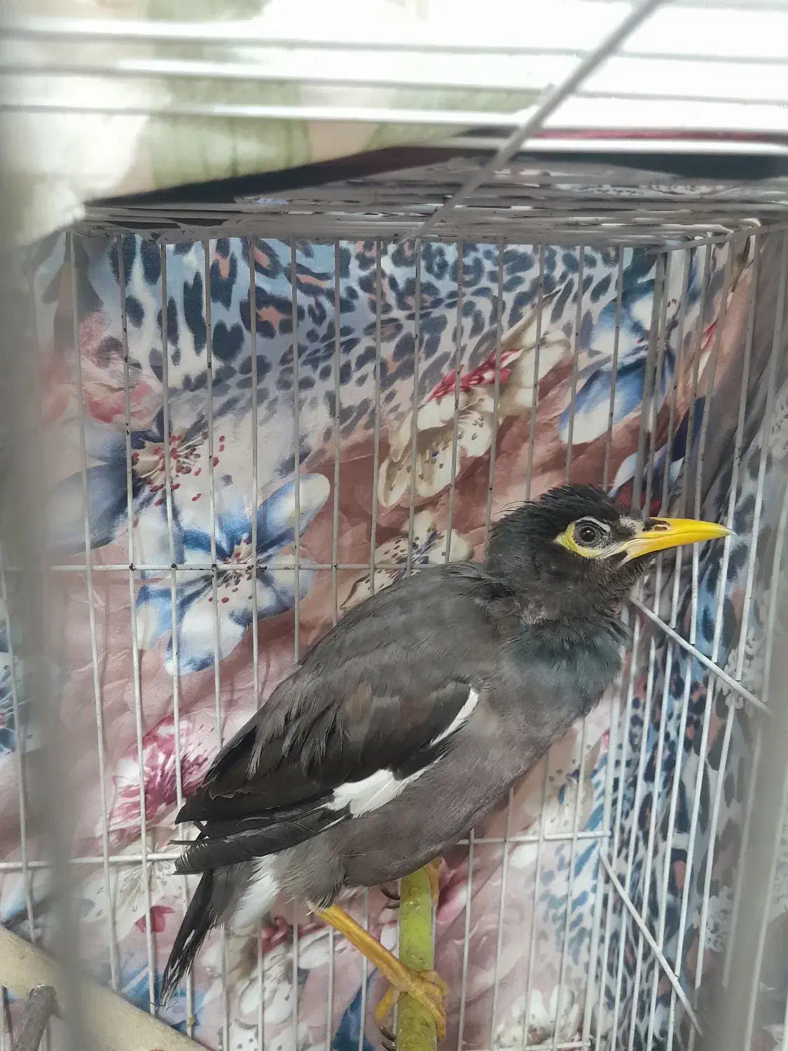 مینا دستی|پرنده|مشهد, شهرک مهرگان|دیوار