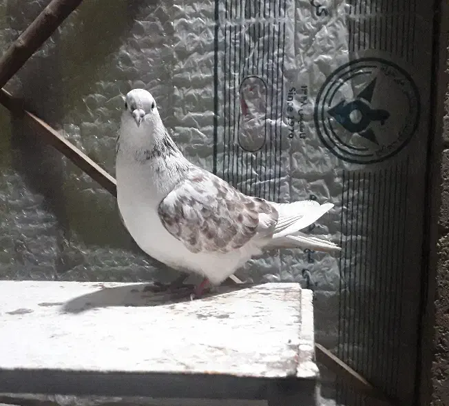 کفتر تهرانی پریشی|پرنده|شیراز, کوشک میدان|دیوار