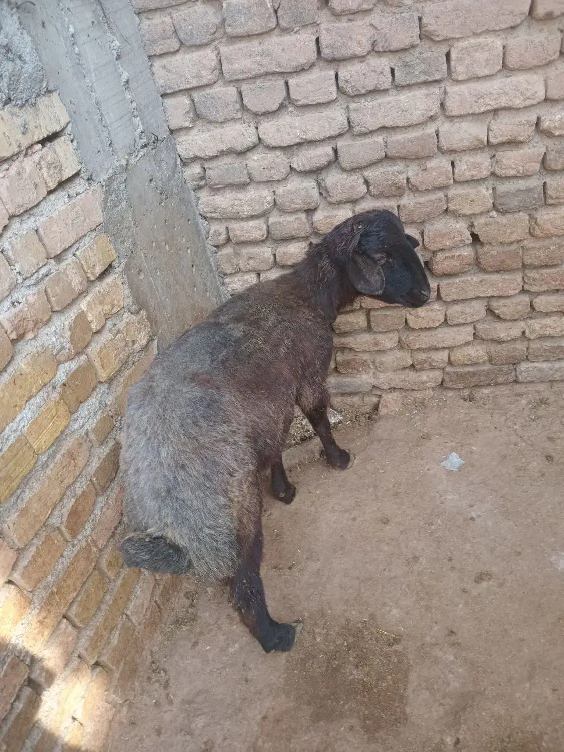 بره نر چاق|حیوانات مزرعه|گیان, |دیوار