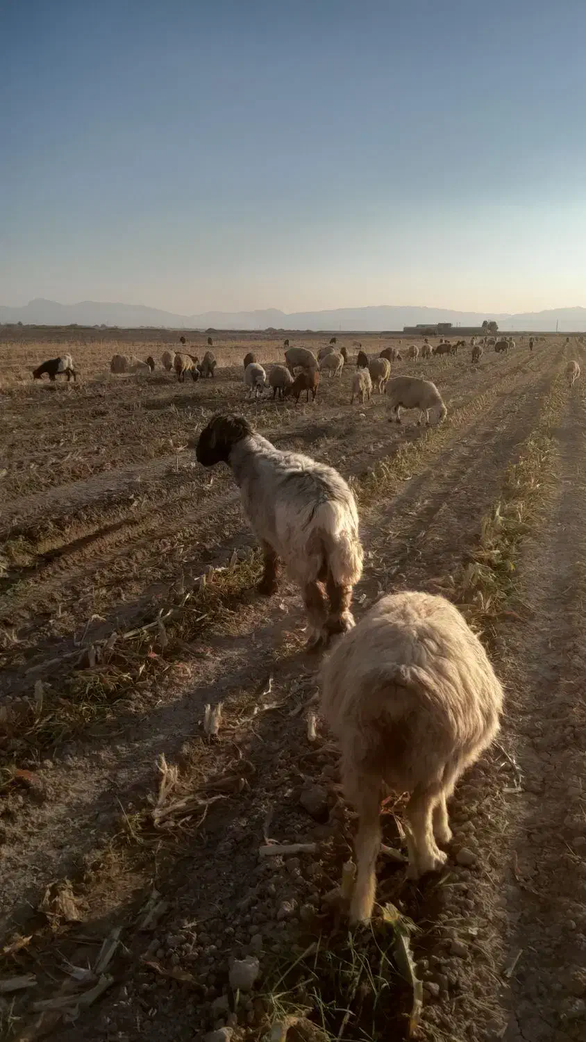 قوچ فروشی|حیوانات مزرعه|مرودشت, محمد آباد|دیوار