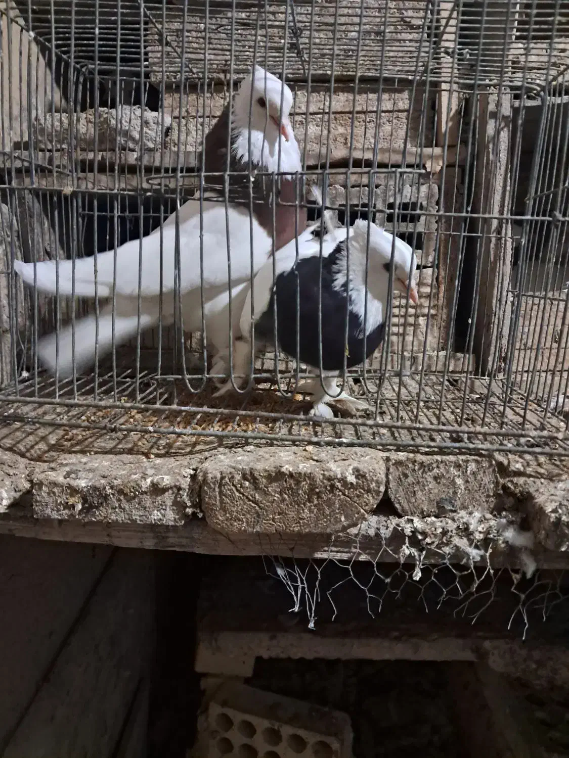 دو عدد طوقی نر و ماده پاک بدون عیب|پرنده|شهرضا, |دیوار