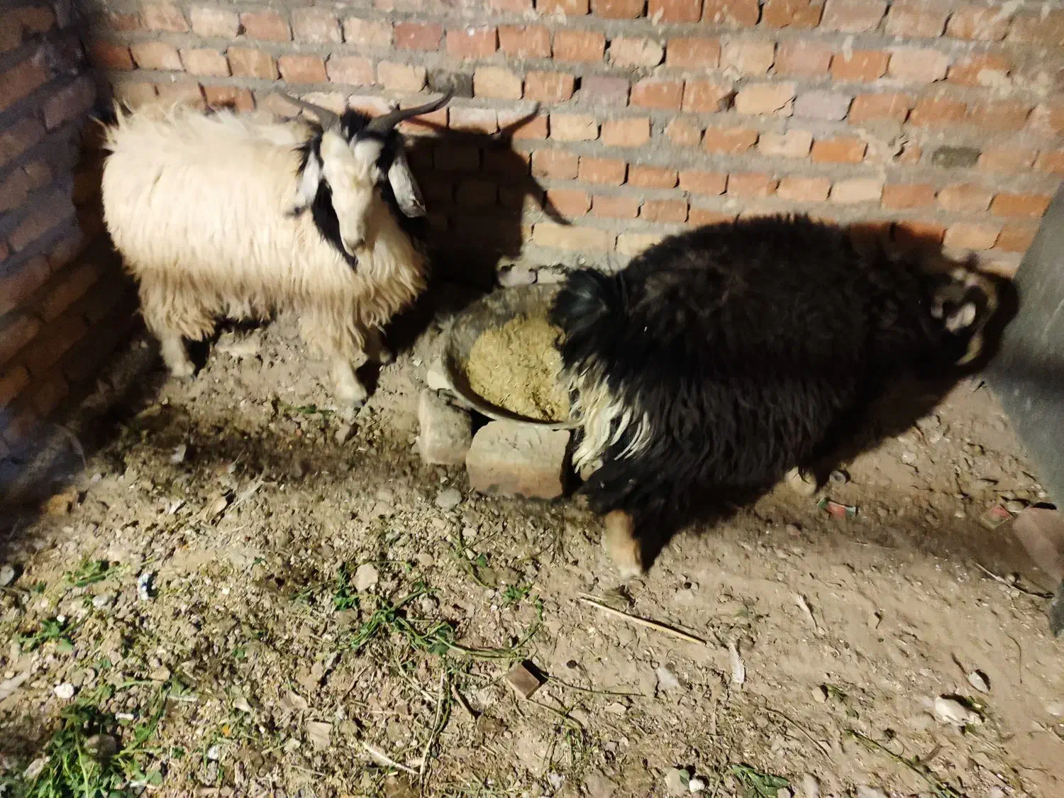 بزغاله نروطنی چاق|حیوانات مزرعه|زاهدان, |دیوار