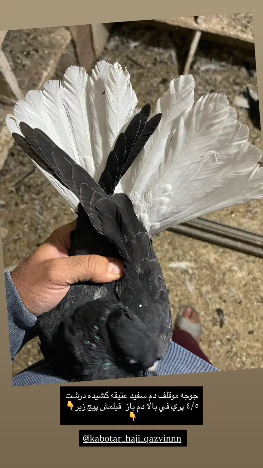 دم سفید هفترنگ خطی قفس جفتگاه چپ خوشرنگ|پرنده|قزوین, |دیوار