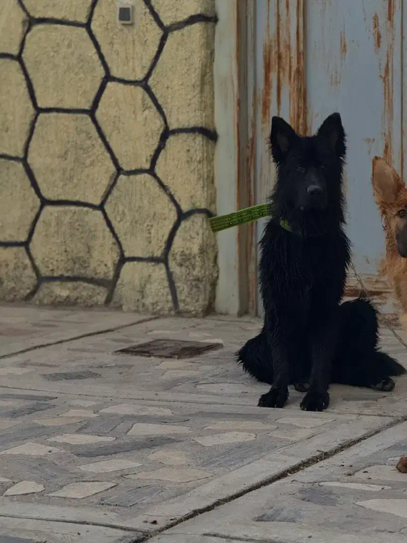 ژرمن بلک کینگ سایز|سگ|تبریز, |دیوار