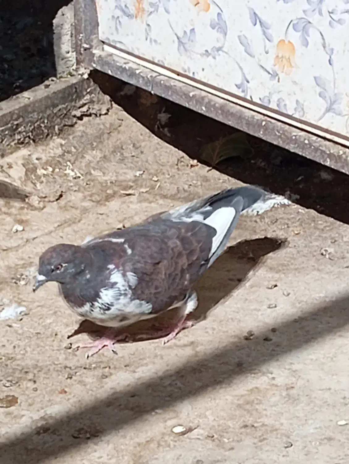 کبوتر|پرنده|کن, |دیوار