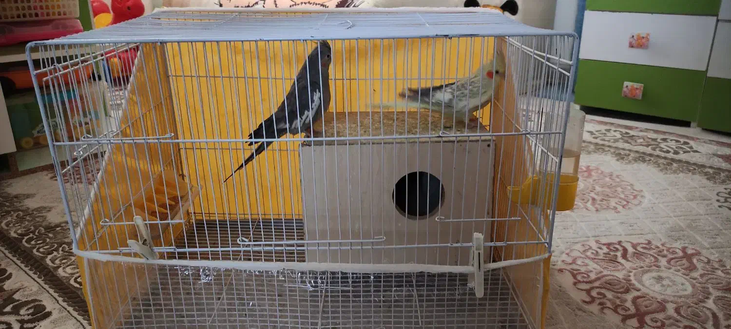 فروش عروس هلندی|پرنده|اسفراین, |دیوار