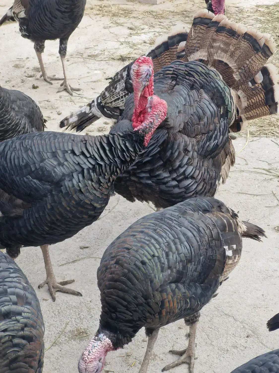 بوقلمون نربرنز فروشی|حیوانات مزرعه|ورامین, ورامین|دیوار