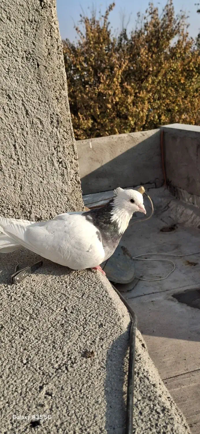 سلام یک عدد طوقی سیاه بدون هیچ پر اضافه|پرنده|شال, |دیوار