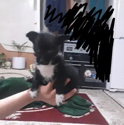 سگ سایزریز سه ماهه|سگ|مشهد, نوید|دیوار