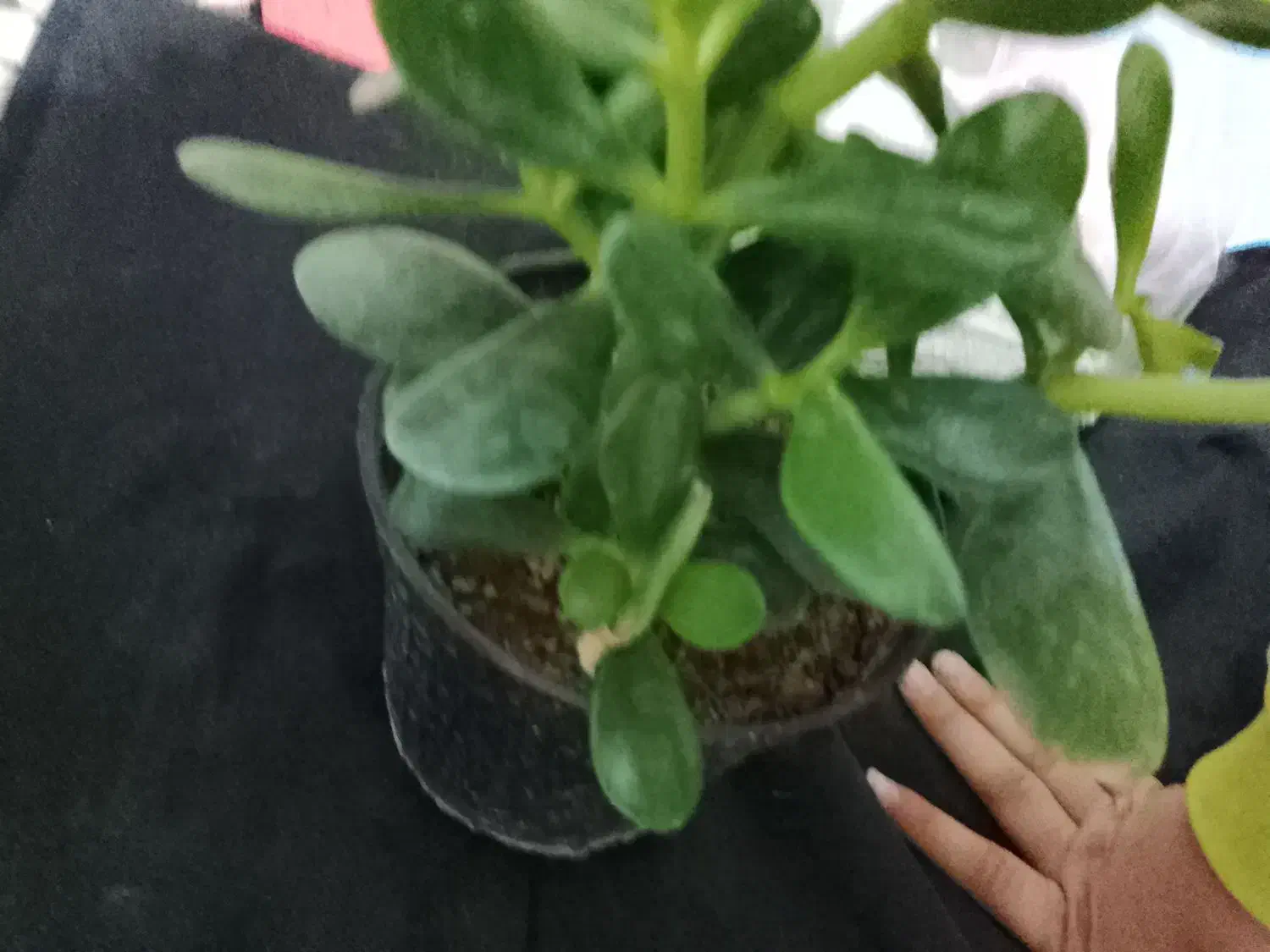 گل اپارتمانی|گل و گیاه طبیعی|پاکدشت, پاکدشت (مامازند)|دیوار